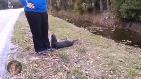 Otter Most Funny Video Ever Made
