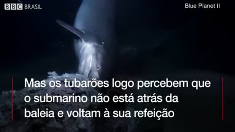 tubarões gigantes atacam tripulação de submarino