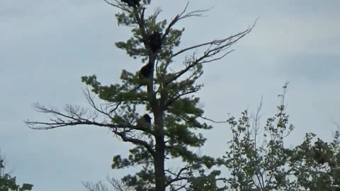 5 Bears in a tree