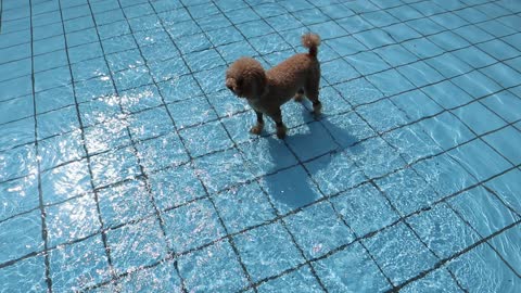 Puppy playing in the pool