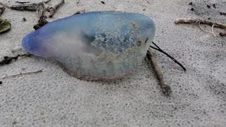 I think this was a jellyfish?