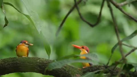 The Oriental Dwarf Kingfisher- Fascinating and Rare Footage | Full Documentary #003