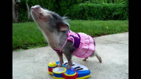 Princess Pig Drops A Tune On A Children's Piano