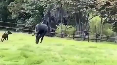 Black horse chasing dog | Viral video