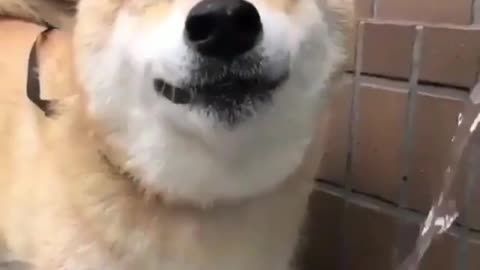 Shiba Inu sneezes two times after drinking water