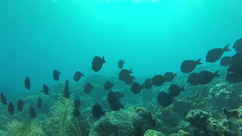 the sensation of diving with a group of beautiful fish in the sea