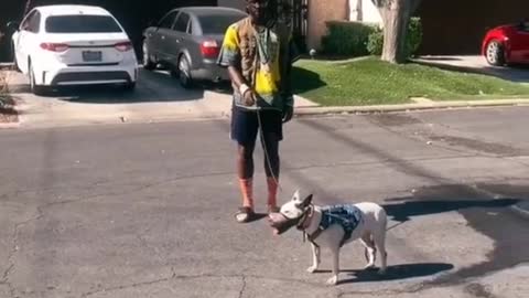 Smart dog | Dog Training Tricks 🐕 | Dog Training 🐾 | #shorts # dog #dog traning training video🐕. .