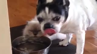 Hilarious interaction between dog and cat