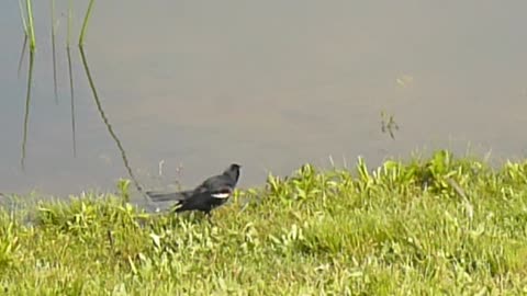 Is this Red-Winged Blackbird calling a mate?