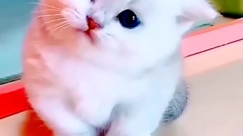 funny cat video