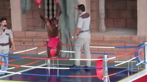Funny OrangUtan Boxing Show