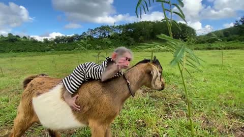 Monkey Baby rides on Goat in peaceful meadow