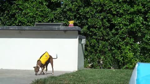 Teaching My Dogs How To Swim