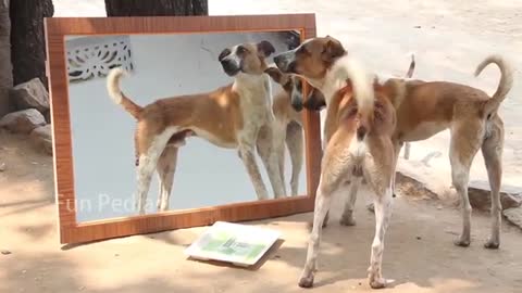 Prank on Dogs Hilarious Reaction Mirror Prank Try not to Laugh