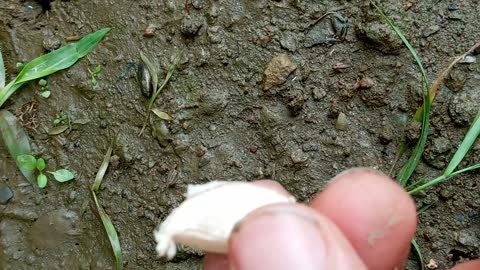 Sowing a garlic. A complete waste of garlic.