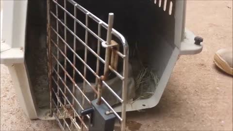 Young Raccoons Trapped in Dumpster