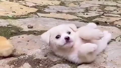 The puppy who loves to perform