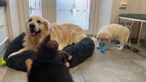 Golden Retriever Shocked by Puppies occupying his bed!