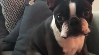 Puppy being trained to bark on command