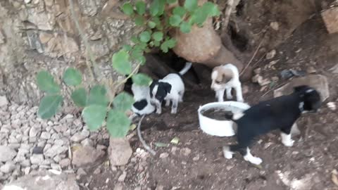 A dog puts her young under the carob tree