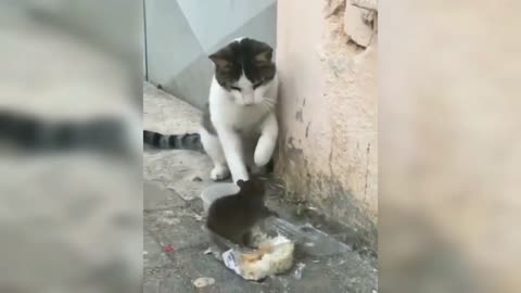 Try Not To Laugh Animals | Funniest Cat Videos In The World | Funny Animal Videos