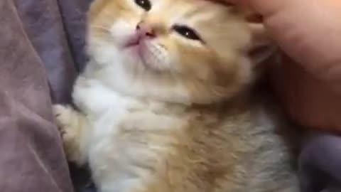 Cute little cat funny video