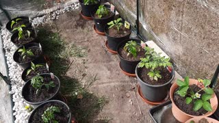 Spring UK 2021 Greenhouse Update