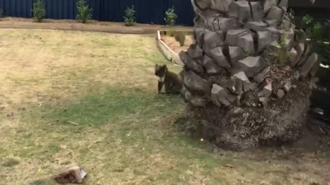 Koala Takes Leap of Faith
