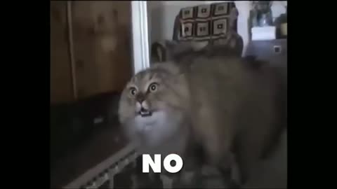 cat saying no no no no