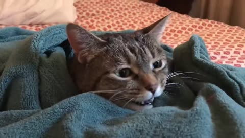 Kitty Loves Her Heated Blanket on a Cold Day