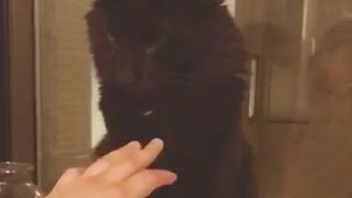 Black cat refuse touch