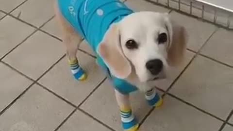 BEST SHORT FUNNY DOG HAPPINES VIDEO