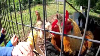 Backyard Chickens: Feeding Frenzy!