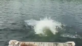 Dog Didnt Want to Jump in the Water