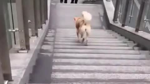 Dog going up and down stairs and escalator