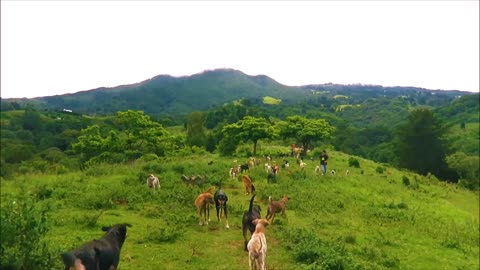 Territorio de Zaguates _Land of The Strays_ Dog Rescue Ranch Sanctuary in Costa Rica