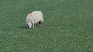 Sheep On A Field In Great Britain.