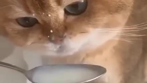 Cat drinking milk 🥛😂
