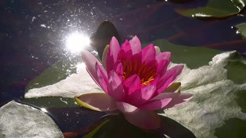The heart is like the lotus