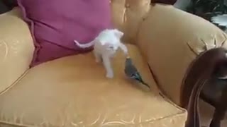 angora cat and parrot his partner, it's time for a game