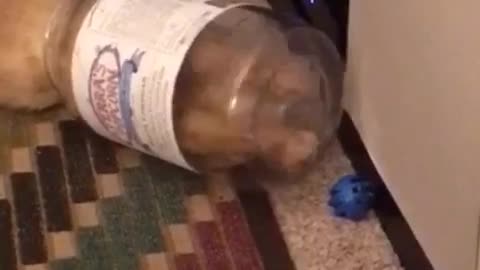 Kat stuck in clear jar