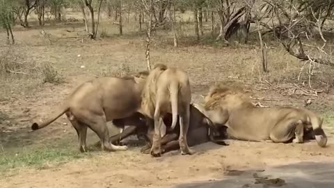 lion hunting buffalo