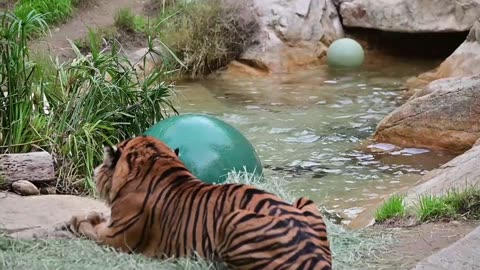 ROAR! CJ The Sumatran Tiger vs. Boomer Ball