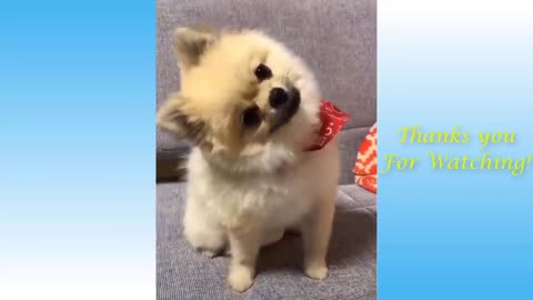 Cute Pets And Funny Animals Compilation - Try not to Laugh