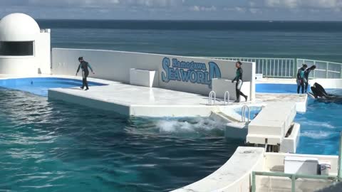 SeaWorld orca show