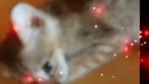 ❤️❤️Cute cat brakeup short video status.❤️❤️