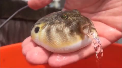 Puffer fish succ