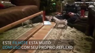 Pug tem reação hilária ao se ver no espelho