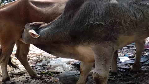 Thirsty Calf Drinking Milk