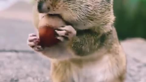 Cute squirrel 😍 funny